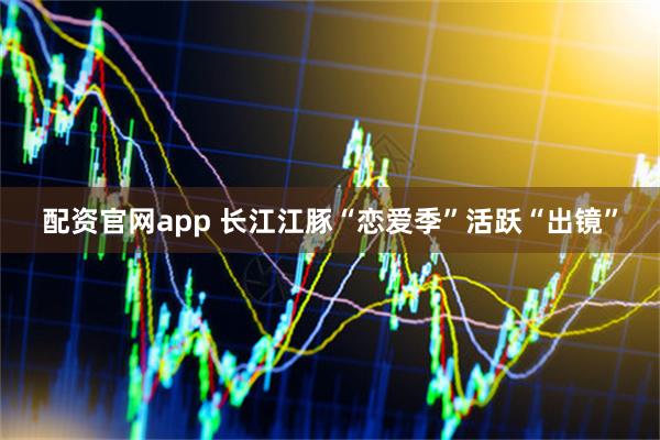 配资官网app 长江江豚“恋爱季”活跃“出镜”